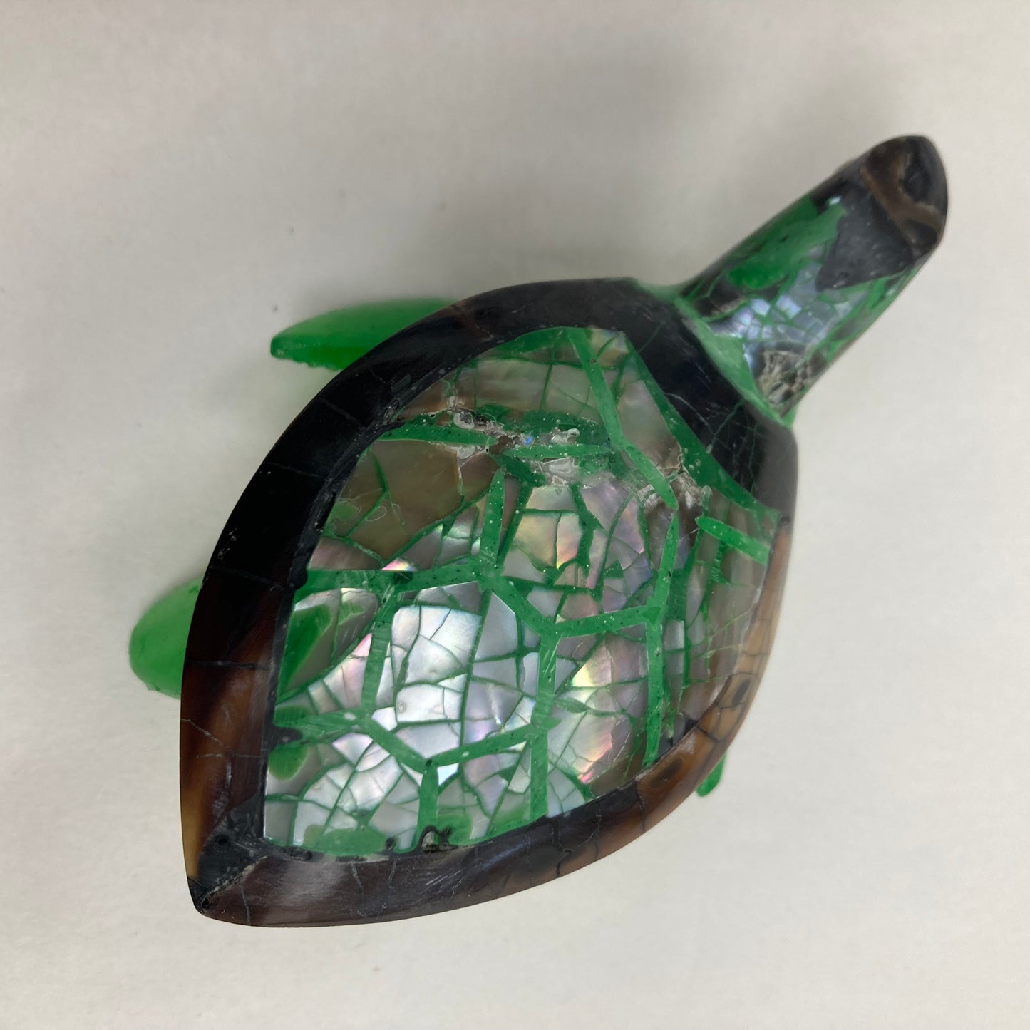 Tortue carapace : différentes couleurs