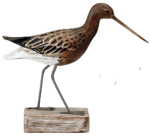 Godwit