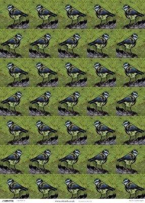 Wrapping Paper Sheet: Blue Tit - The Coast Office