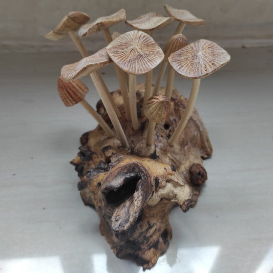 Eleven grooved cap mushrooms