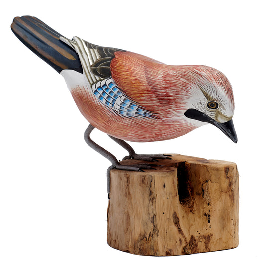Mésange bleue picorant 