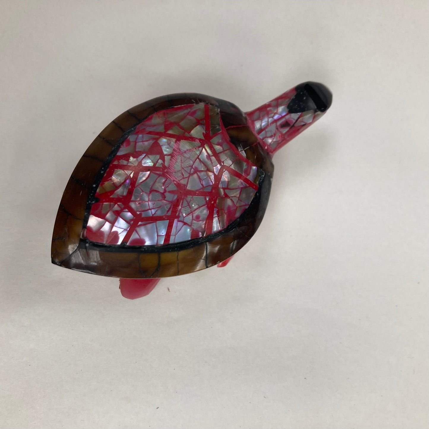 Tortue carapace : différentes couleurs