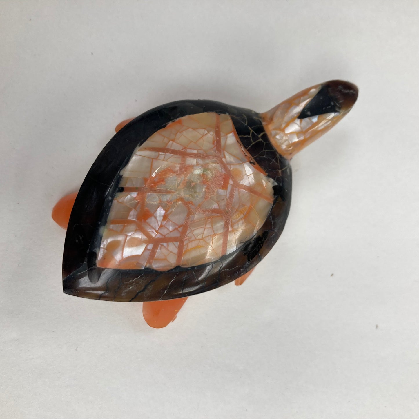 Tortue carapace : différentes couleurs