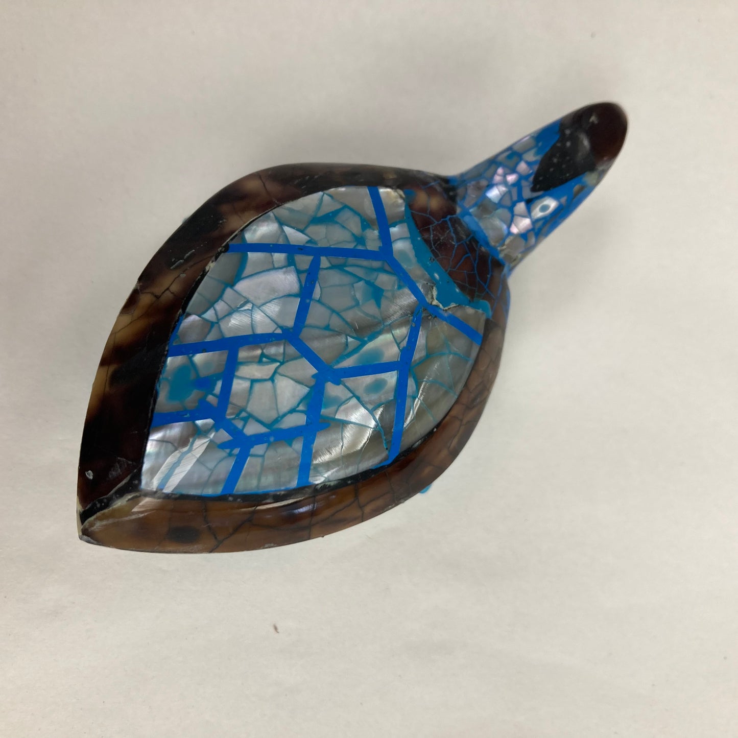 Tortue carapace : différentes couleurs