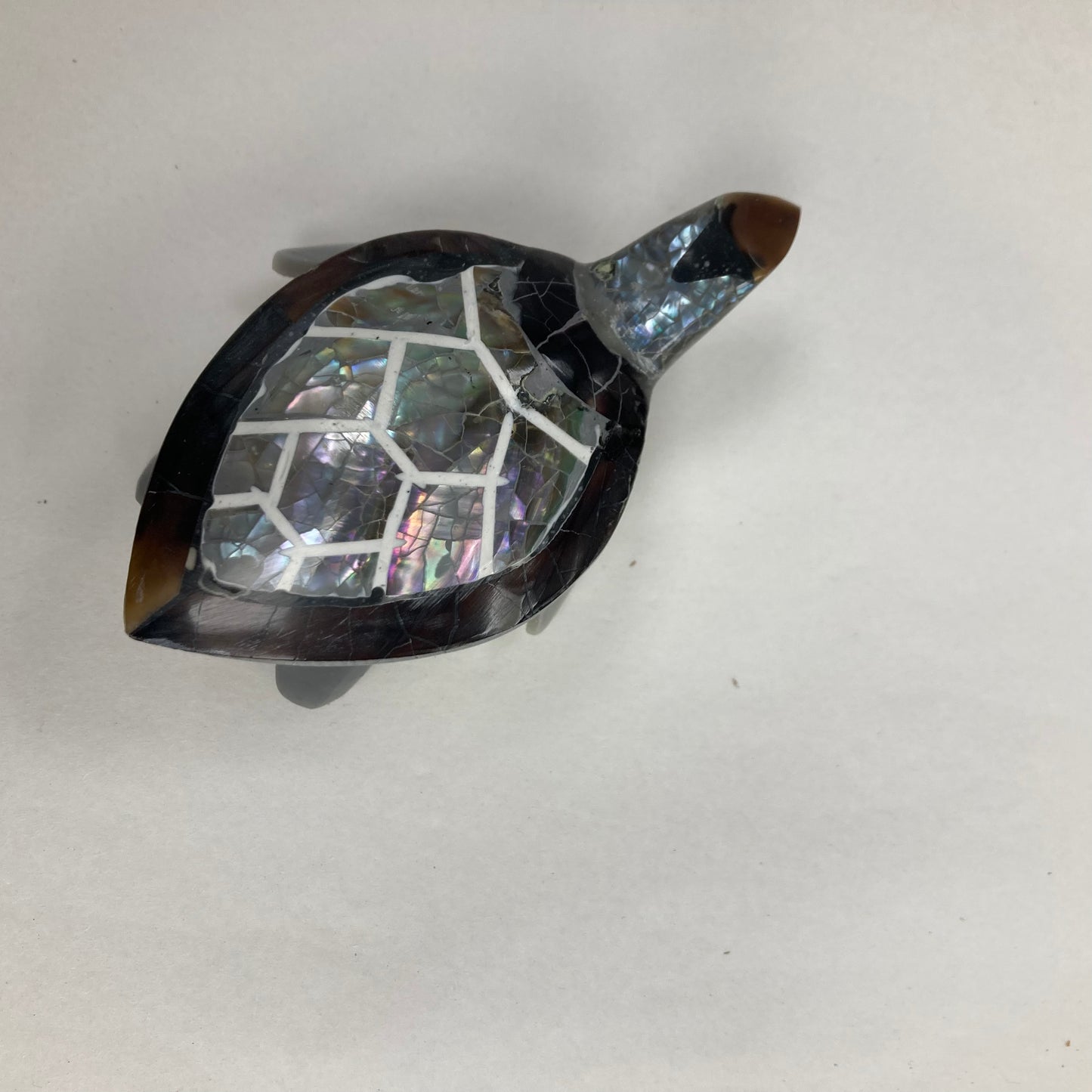 Tortue carapace : différentes couleurs