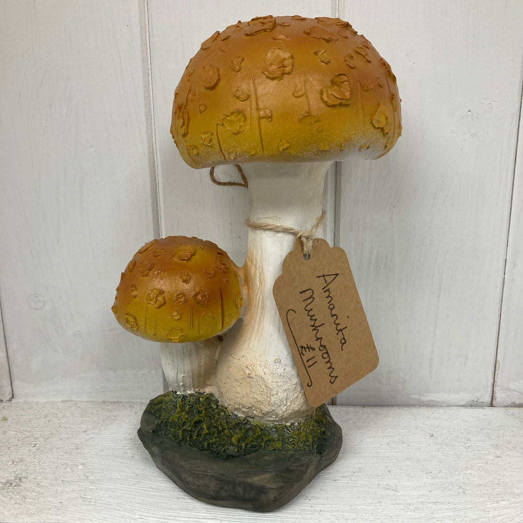 Amanita Toadstool