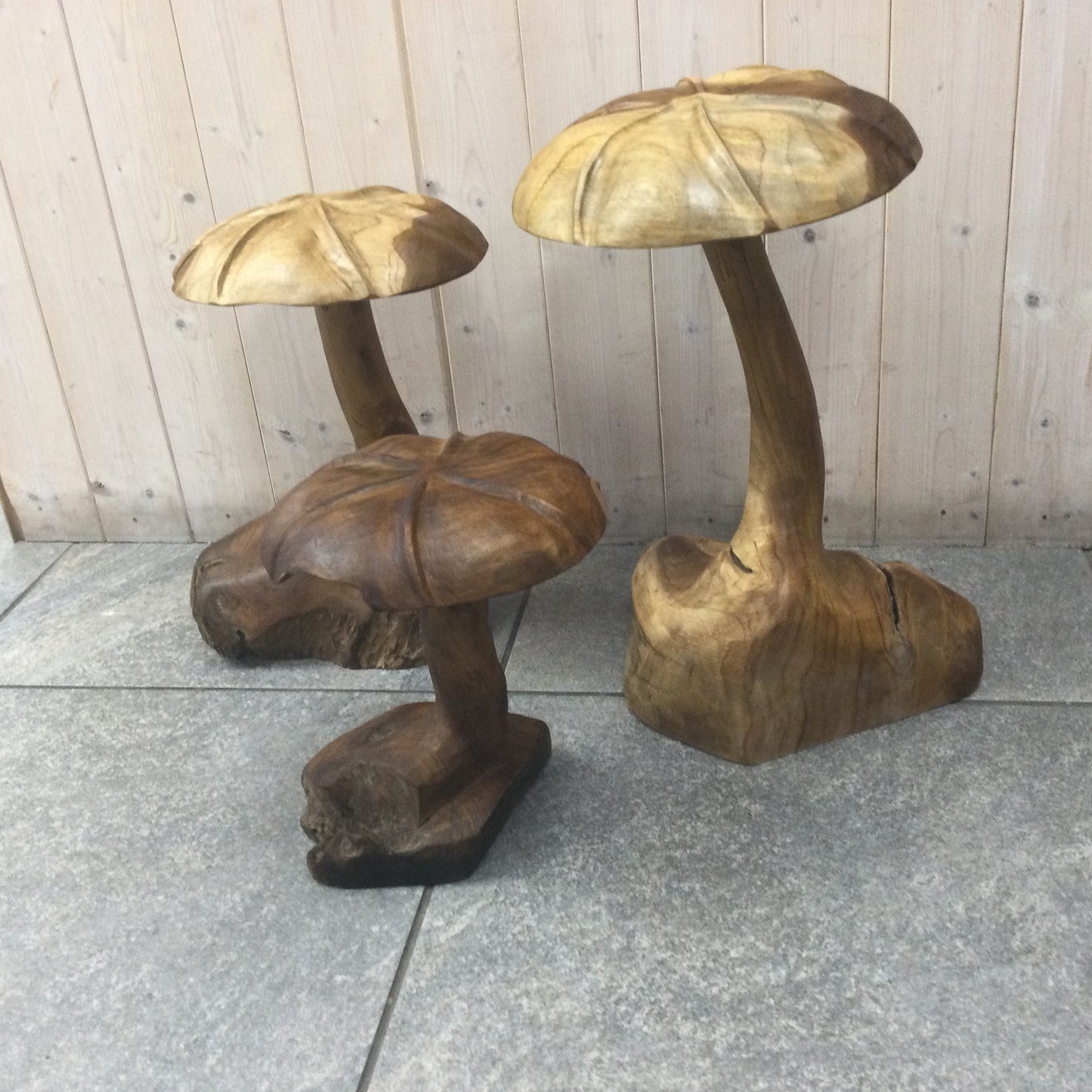 Teak Root Wild Mushrooms