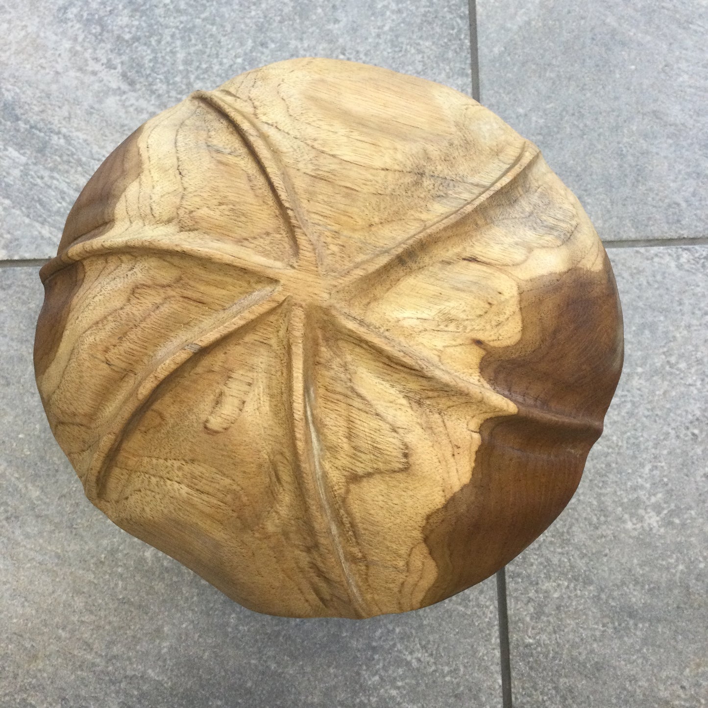 Teak Root Wild Mushrooms