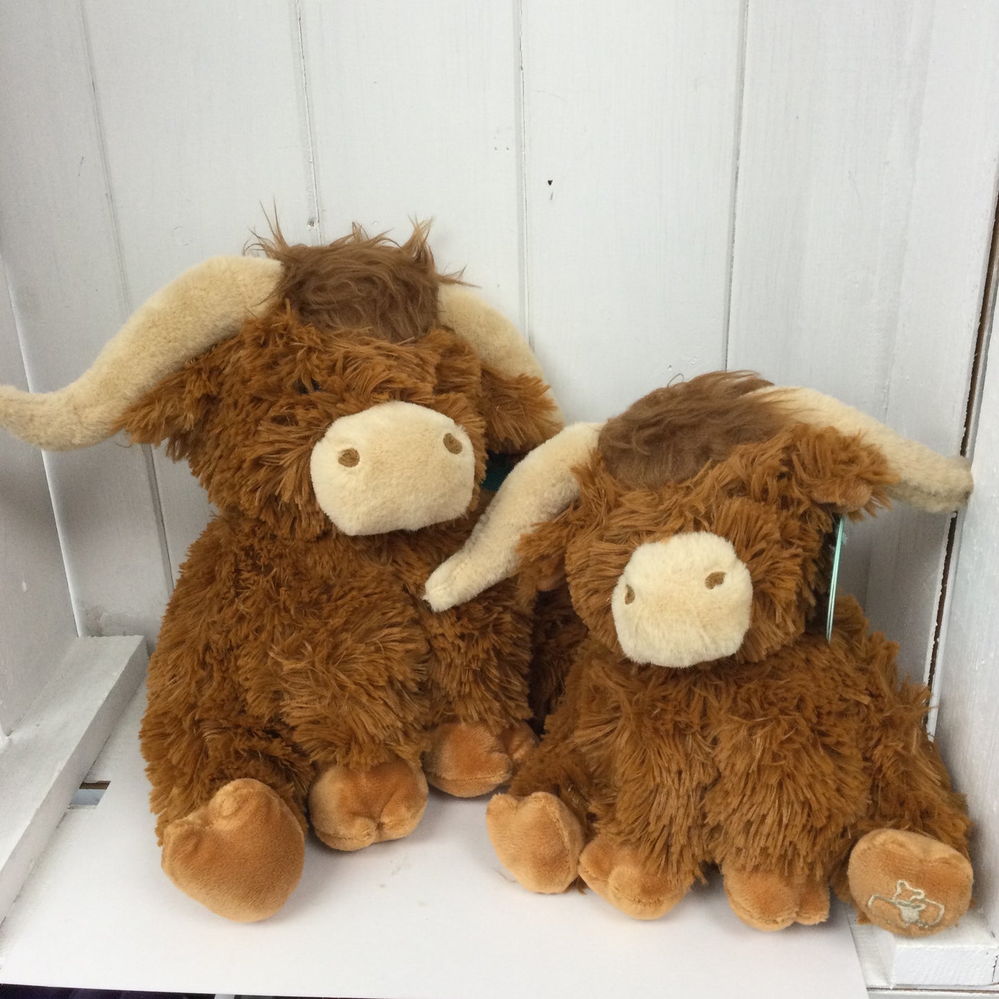 Horny Highland Cow