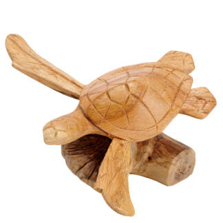 Turtle on Coral