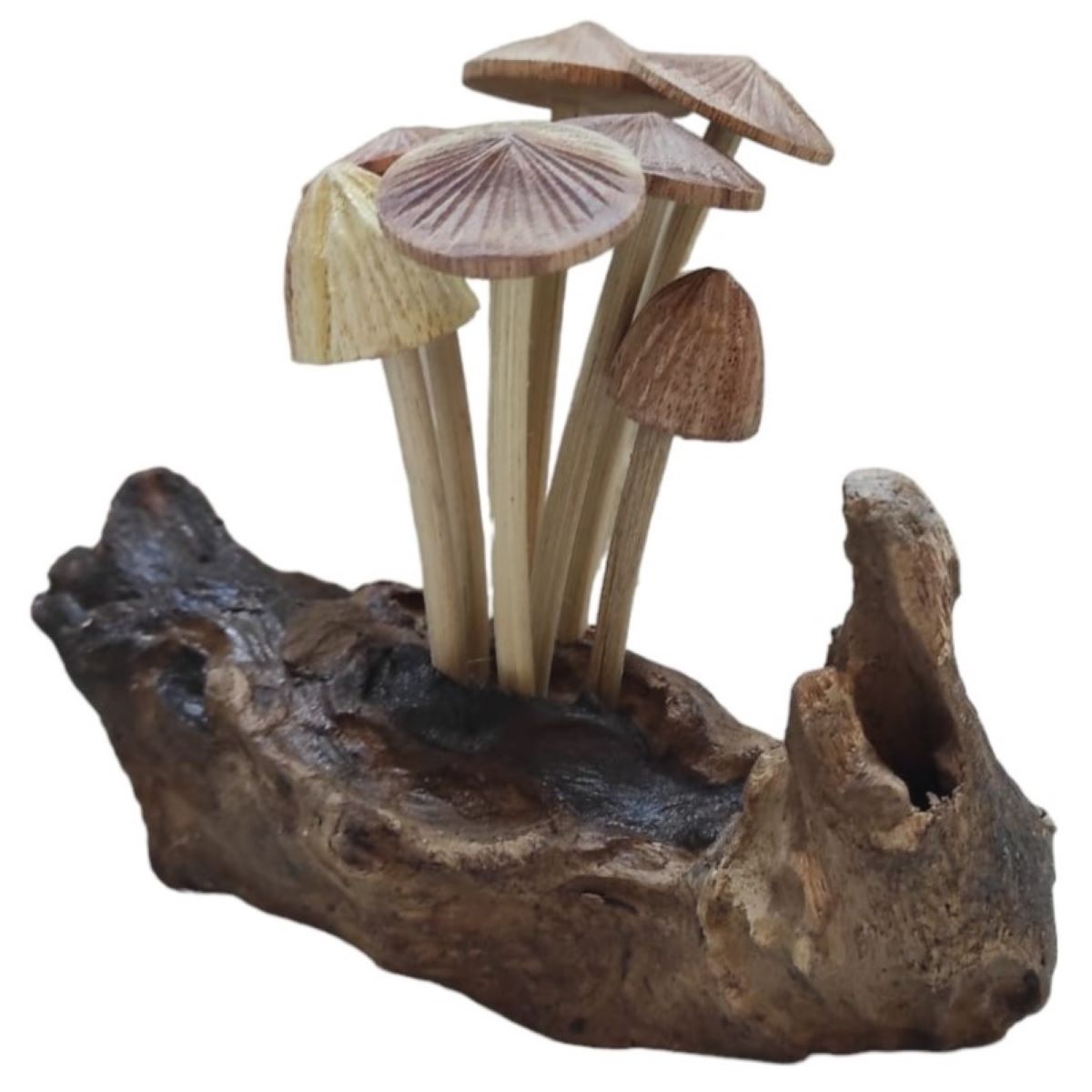 Seven grooved cap mushrooms