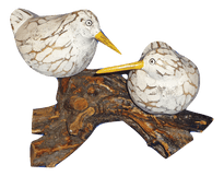 Bool Birds on Coffee Root - The Coast Office