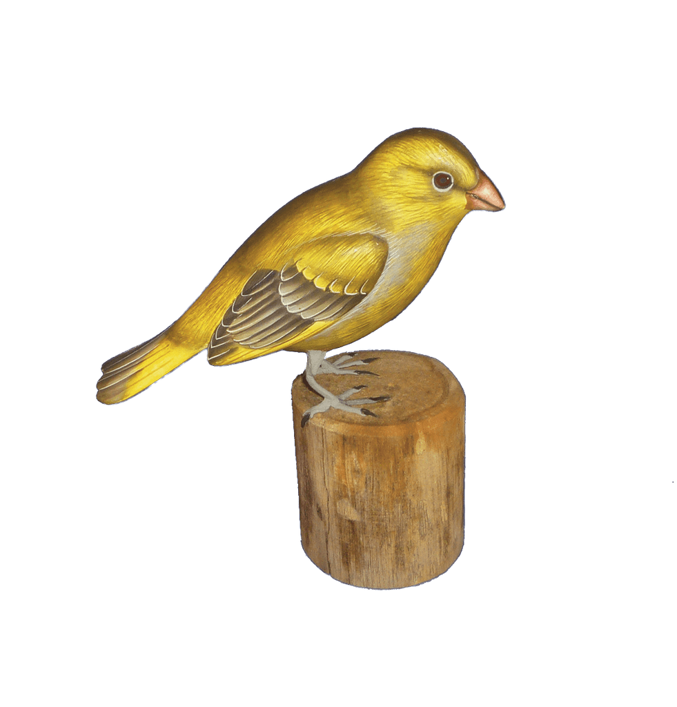 Green Finch - The Coast Office