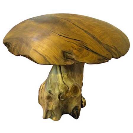 Teak Root Mushroom - The Coast Office