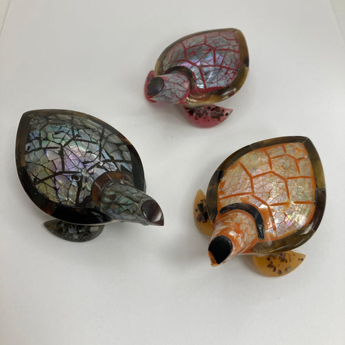 Shell Turtle: Various colours - The Coast Office