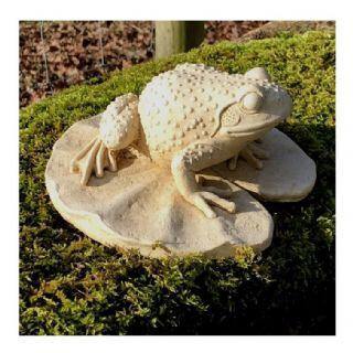 Lily Toad - The Coast Office