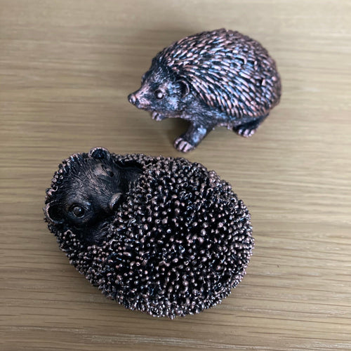 Miniature Hedgehogs - The Coast Office
