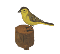Yellow Wagtail - The Coast Office